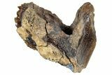 Huge, Rooted Triceratops Tooth - Montana #263370-2